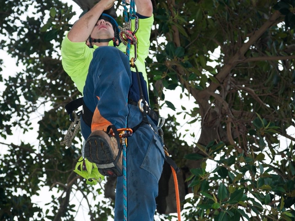 Qualified arborist working in a mature tree during a risk assessment in West Yorkshire