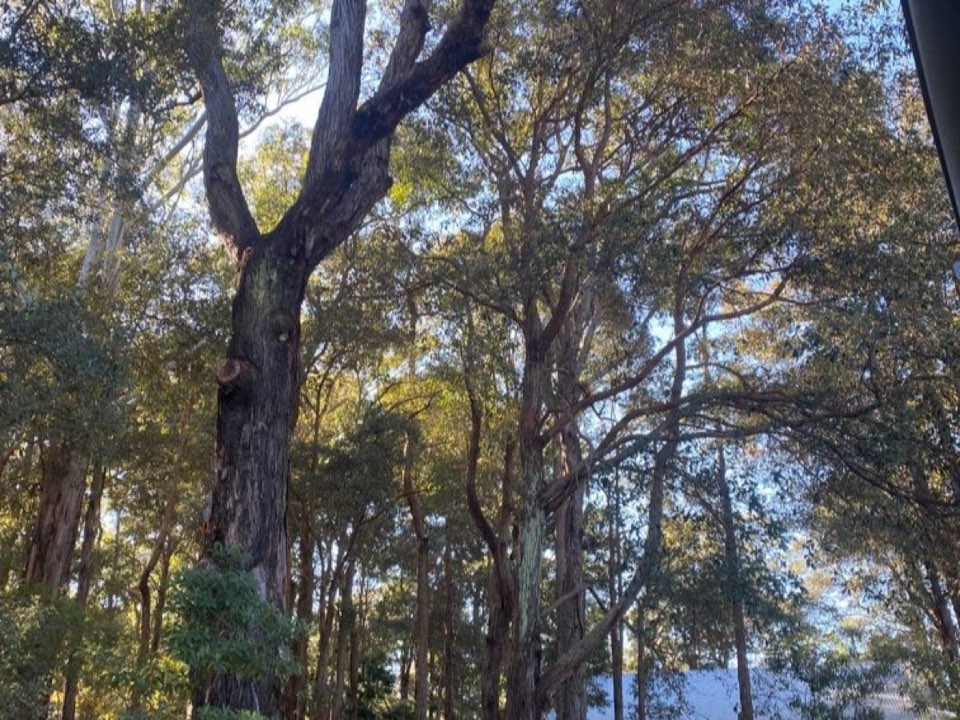 Mature trees in a West Yorkshire parkland setting due for routine re-inspection